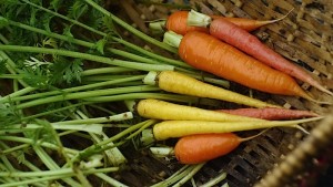 Zen Carrots