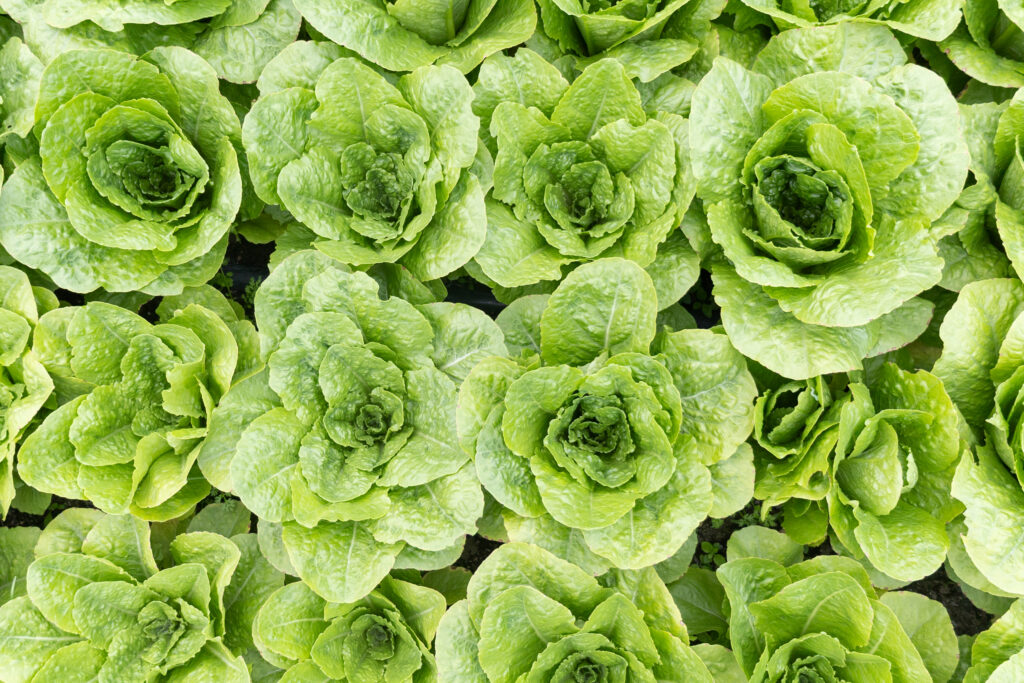 fresh lettuce grown regeneratively on a Slow Food Farm